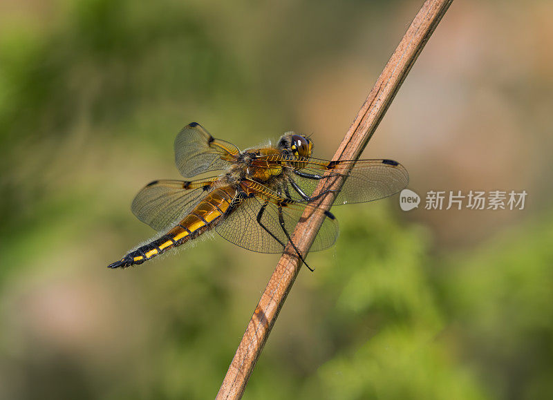 四斑蜻蜓(Libellula quadrimaculata)